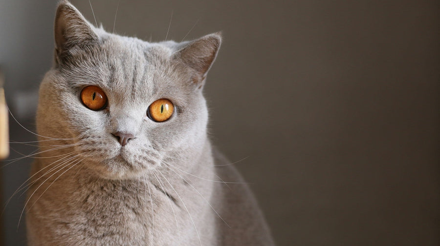 Everything Your Cat Loves